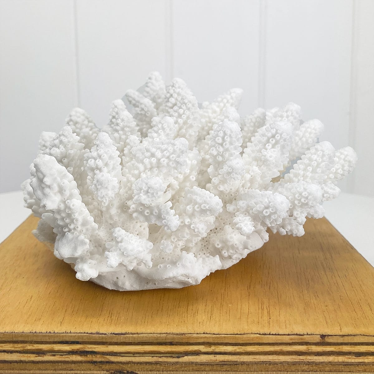 Bleached Coral Speciment